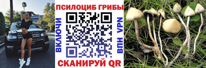 Галлюциногенные грибы Psilocybe  Фатеж 